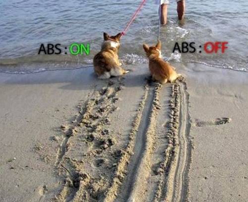 abs.jpg